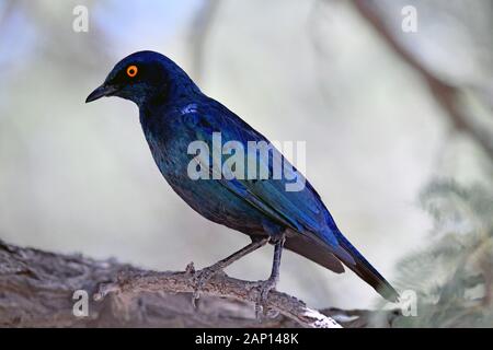 Rote schulter Stern in Kgalagadi Transfrontier National Park, am 02.24. 2019. Dieses glänzende Stern hat eine stark metallische, schillernde Gefieder in Blau zu Violett und ist eine monogame Vogel betrachtet. Er ernährt sich von einer Vielzahl von Insekten und Früchten, sondern auch auf menschliche Überreste. Foto: Matthias Toedt/dpa-Zentralbild/ZB/Picture Alliance | Verwendung weltweit Stockfoto