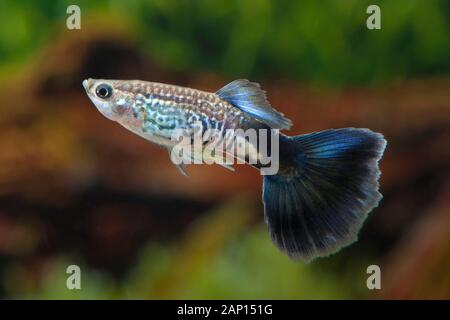 Guppy, Millionfisch (Poecilia reticulata Blue Cobra). Männlich in einem Aquarium Stockfoto