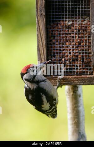 Dendrocopos major, große Specht juvenile beschmutzt, Fütterung auf Erdnüsse in einem hölzernen Bird Feeder, Wales, Großbritannien Stockfoto