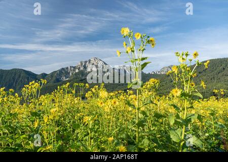 Der Hochstaufen hinter einem blühenden Bechungspalat (Silphium perfoliatum), einer mehrjährigen Nahrungs- und Energiepflanze. Stockfoto