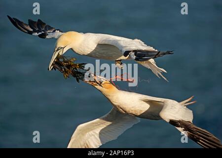 Nordgannett (Morus bassanus). Zwei Erwachsene im Flug, die um Nistmaterial kämpfen. Helgoland, Deutschland Stockfoto