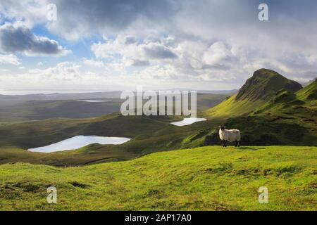 Schaf auf Dem Quiraing, Teil der Trotternish Ridge, Insel Skye, Schottland Stockfoto