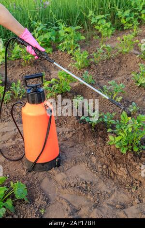 Gärtner ist Schutz der Kartoffel Pflanzen aus pilzlichen Krankheiten oder Schädlinge mit Druck Sprüher im Garten. Stockfoto
