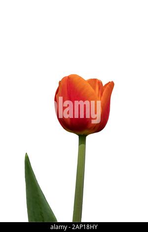 Rote Tulpe auf weißem Hintergrund Nahaufnahme, Hochformat Stockfoto