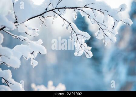 Schnee bedeckt shadbush, Amelanchier laevis, Zweig im Winter Landschaft Stockfoto