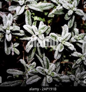 Immergrüne Pflanze mit eisbedeckten Blättern. Stockfoto