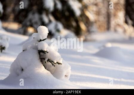 Winter Forest mit schneebedeckten Bäumen, Fokus auf verschneiten Spruce Tree Bäumchen im Vordergrund Stockfoto