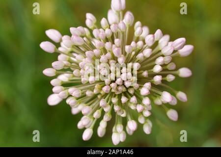 Nahaufnahme der blühenden Zwiebel Pfeil mit grünen verschwommenen Hintergrund. Ansicht von oben. Geringe Tiefenschärfe. Stockfoto