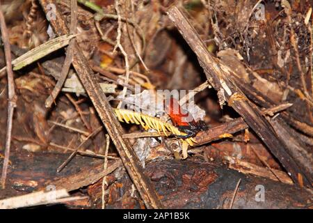 Red poison Arrow frog in Costa Rica Stockfoto