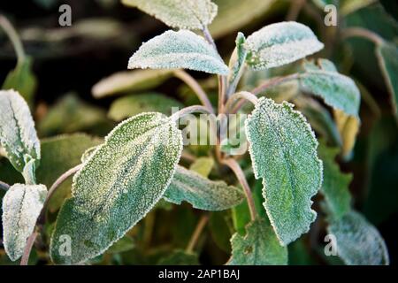 Salbeiblätter mit Frost im Winter morgen Licht aufgenommen. Gemeinsame Salbei Stockfoto