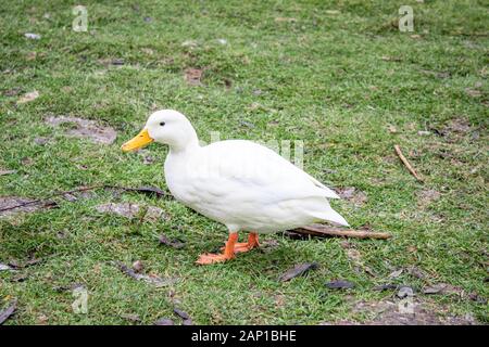 Weiße ente Wandern auf grünem Gras Stockfoto