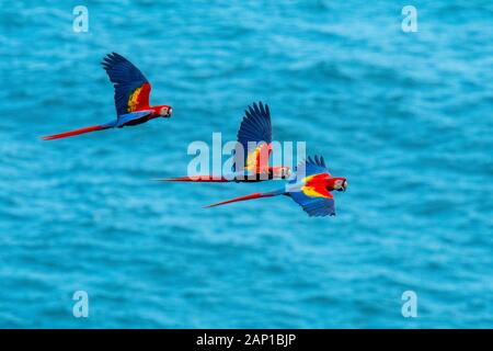 Drei scharlachrote Aras fliegen über den Pazifischen Ozean in Costa Rica Stockfoto