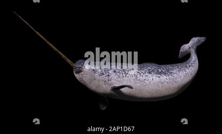 Narwhal, Monodon Camelopardalis auf schwarzem Hintergrund Stockfoto