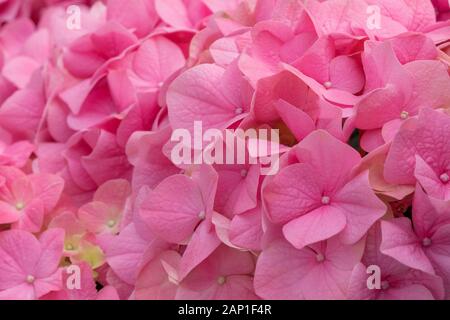 Bündel von leuchtenden rosa blühende Hortensie Blumen. Rote Hortensienblüten in einem Stadtpark. Nahaufnahme einer sphärischen Blütenstand rot Hortensie im Stockfoto