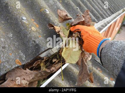 Dachdecker Hand Reinigung Regenrinne von Blättern im Herbst. Dachrinne reinigen von Laub. Haus Dachrinnen reinigen. Stockfoto