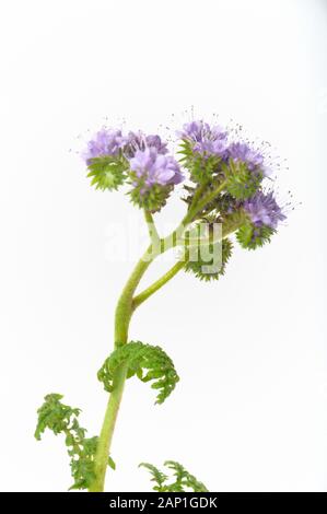 Phacelia auf weißem Hintergrund Stockfoto