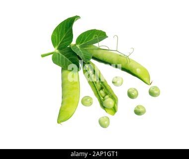 Grüne Erbsen in Schoten mit Blatt und Sprossen isoliert auf weißem Grund. Neuer Erbsenpod. Stockfoto