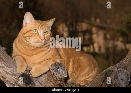 Ginger tabby Katze im Baum Stockfoto