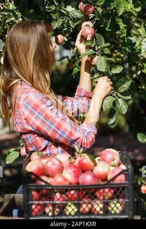 Bauernmädchen holt Äpfel im Garten Stockfoto