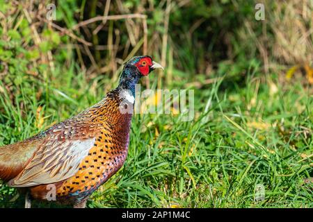 Nahaufnahme eines männlichen Ring Necked Fasan (Phasianus colchicus) nach unten schauen und wandern von links nach rechts Stockfoto