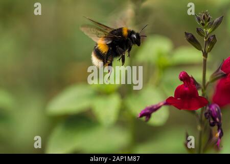 Buff-tailed Hummel (Bombus terrestris) auf der Flucht vor einem dunklen rosa salvia Blume an einem sonnigen Tag Stockfoto
