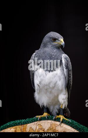 Schwarz-chested Bussard eagle oder Chilenischen Blue Eagle, ein großer Raubvogel der Hawk und der Adler Familie, sitzen auf einer Stange Stockfoto