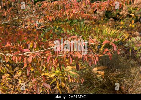 Helle Farben des Herbstes von einem hohen Baum (Stewartia Stewartia monadelpha) in einem Garten in ländlichen Devon, England, Großbritannien Stockfoto