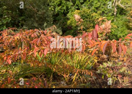 Helle Farben des Herbstes von einem hohen Baum (Stewartia Stewartia monadelpha) in einem Garten in ländlichen Devon, England, Großbritannien Stockfoto