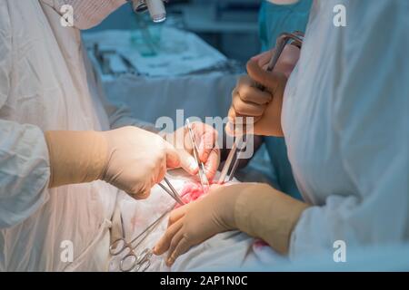 Team von Chirurgen während einer Operation. Sterile Op. Niere Chirurgie in einem kleinen Patienten. Chirurgische Verfahren Diagnose Stockfoto