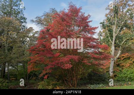 Helle Farben des Herbstes von einem hohen Baum (Stewartia Stewartia monadelpha) in einem Garten in ländlichen Devon, England, Großbritannien Stockfoto