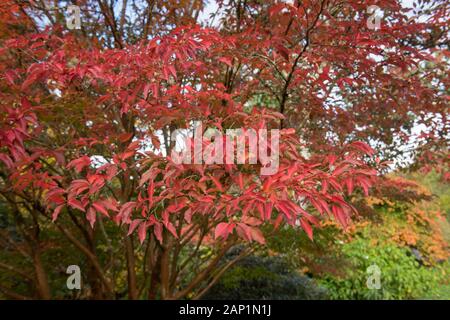 Helle Farben des Herbstes von einem hohen Baum (Stewartia Stewartia monadelpha) in einem Garten in ländlichen Devon, England, Großbritannien Stockfoto