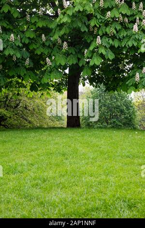 Auf dem Gipfel eines grasbewachsenen Mounds in den Vauxhall Gardens, einem Londoner Park, befindet sich ein Rosskastanienbaum mit seinen weißen Blumenspitzen, die wie Kerzenleuchter aufstehen. Stockfoto