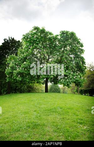 Auf dem Gipfel eines grasbewachsenen Mounds in den Vauxhall Gardens, einem Londoner Park, befindet sich ein Rosskastanienbaum mit seinen weißen Blumenspitzen, die wie Kerzenleuchter aufstehen. Stockfoto