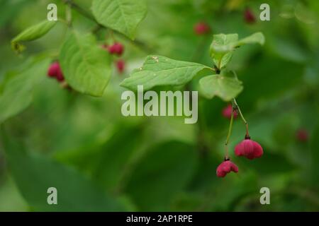 Rosa Beeren auf einem Busch mit grünen Blättern. Stockfoto