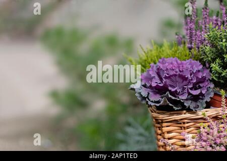 Herbst Dekoration Pflanzen Hintergrund. Frisches violett Zierpflanzen Kohl (Brassica oleracea) und Heidekraut (Calluna vulgris) Blüte im Decora Stockfoto