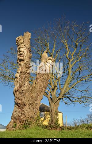 Holzschnitzerei des Gesichts eines alten Mannes und eines Adlers in einem toten Baumstamm gegen einen blauen Himmel auf Banff Castle, Schottland Stockfoto