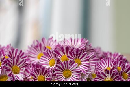 Viele Chrysanthemumblumen im Gartenhintergrund. Kopierbereich. Chrysanthemum, bunte rosafarbene und weiße Chrysantheme, Blumenschmuck im Herbst. Stockfoto