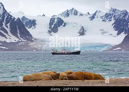 Gruppe der Walrosse (Odobenus rosmarus) ruht auf Strand vor Boot mit eco - Touristen, Svalbard/Spitzbergen, Norwegen Stockfoto