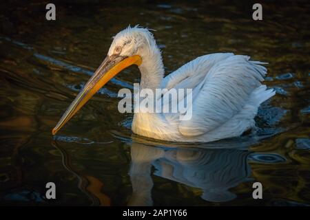 Krauskopfpelikan, ein riesiger Vogel mit einem langen grau-orange Schnabel und weißen Federn ist das Schwimmen im Teich mit dunklen Wasser an einem sonnigen Abend. Stockfoto