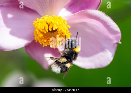 Makro einer Hummel Nektar sammeln in einem rosa Blüte Stockfoto