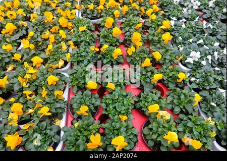 Full Frame Nahaufnahme, Ansicht von oben auf vielen roten, gelben und weißen Viola sororia Blumen mit grünen Blättern in Blumentöpfe in deutscher Gartencenter Stockfoto
