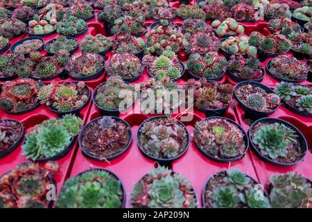 Full Frame Nahaufnahme, Ansicht von oben auf die vielen bunten Blumen houseleeks (sempervivum) in Blumentöpfe in deutscher Gartencenter Stockfoto
