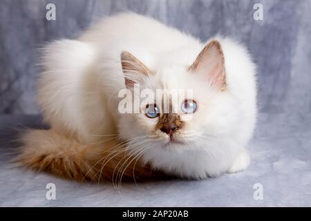 Eine Heilige Birma Katze bei ihrem Besitzer starrte Stockfoto