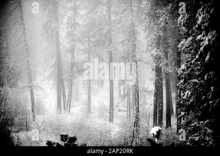 Wunderschöner, verschneit verdeckter Wald, der den Wald eine geheimnisvolle Luft verleiht Stockfoto