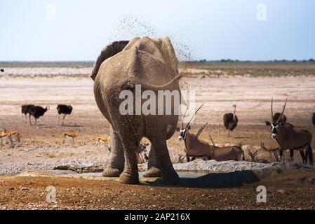 Schlamm spritzt, Elefant mit dem Rüssel in den Chobe National Park, Botswana Stockfoto