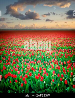 NL - SPR FRIESLAND: Bereich der Tulpen in der Nähe von Rutten Stockfoto