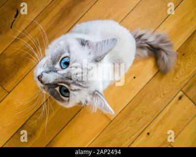 CAT-Alltag, Ragdoll Stockfoto