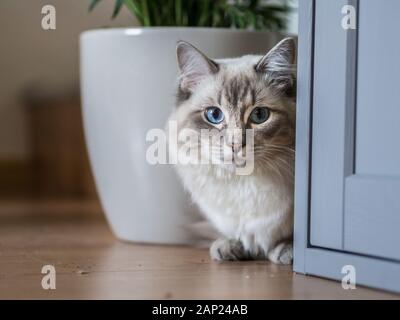CAT-Alltag, Ragdoll Stockfoto