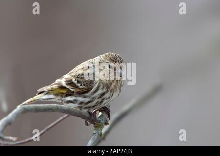 Ein Kiefer Zeisig, spinus Pinus, Nahaufnahme Stockfoto