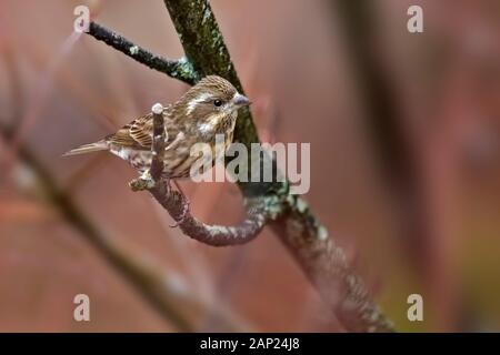 Eine weibliche Purple Finch, Haemorhous purpureus Stockfoto